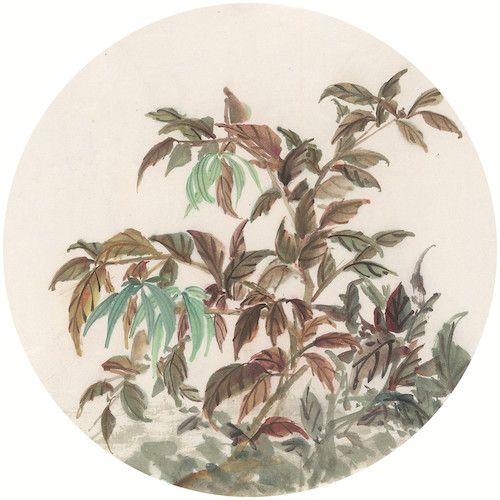 版纳花卉系列2